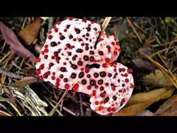 Video: Most Bizarre Plants and Weirdest Fungi